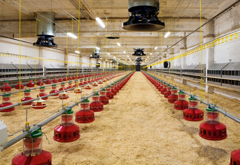 Chicken Barn Interior Showing Fire Control Systems Chicken Barn Interior Showing Fire Control Systems
